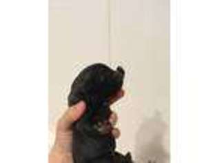 Norwegian Elkhound Puppy for sale in Denton, MD, USA
