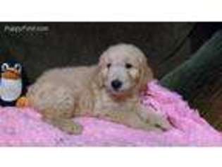 Goldendoodle Puppy for sale in Bonifay, FL, USA