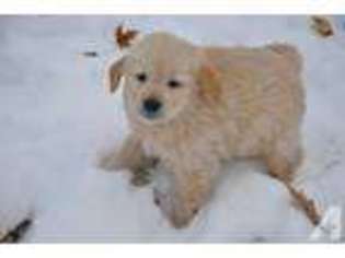 Golden Retriever Puppy for sale in GROVE CITY, MN, USA