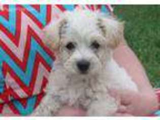 Mutt Puppy for sale in Port Royal, PA, USA