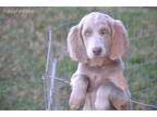 Weimaraner Puppy for sale in Hardyville, KY, USA