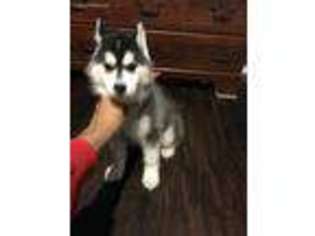 Siberian Husky Puppy for sale in Wood Dale, IL, USA