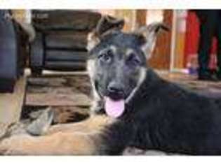 German Shepherd Dog Puppy for sale in Evans, WA, USA