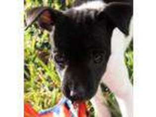 Rat Terrier Puppy for sale in Idaho Falls, ID, USA