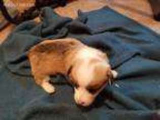 Pembroke Welsh Corgi Puppy for sale in Gonzales, LA, USA
