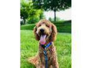 Goldendoodle Puppy for sale in Bartlett, IL, USA