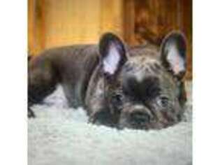 French Bulldog Puppy for sale in Holden, LA, USA