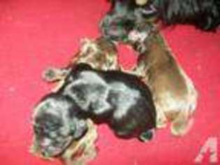 Cocker Spaniel Puppy for sale in STODDARD, NH, USA