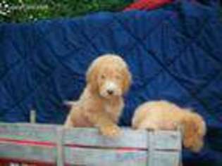 Goldendoodle Puppy for sale in Dearborn, MI, USA