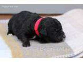 Goldendoodle Puppy for sale in Hanska, MN, USA