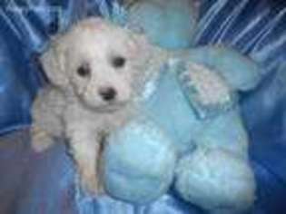 Mutt Puppy for sale in West Bloomfield, MI, USA