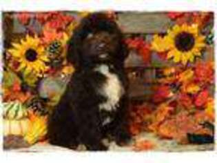 Labradoodle Puppy for sale in Farber, MO, USA
