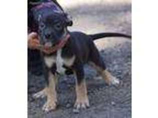 Mutt Puppy for sale in Groveland, CA, USA