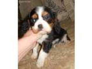 Cavalier King Charles Spaniel Puppy for sale in Warner Springs, CA, USA