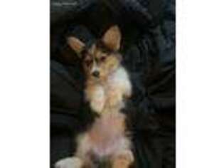 Pembroke Welsh Corgi Puppy for sale in South Bend, IN, USA