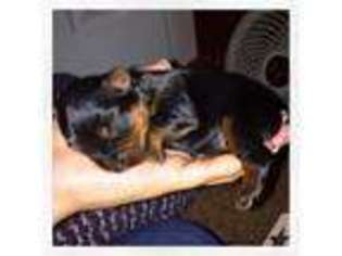 Yorkshire Terrier Puppy for sale in MAGNOLIA, TX, USA