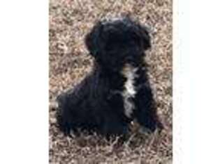 Portuguese Water Dog Puppy for sale in Fort Scott, KS, USA