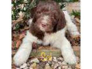 Newfoundland Puppy for sale in Brunswick, GA, USA