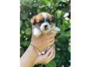 Pembroke Welsh Corgi Puppy for sale in Miami, FL, USA