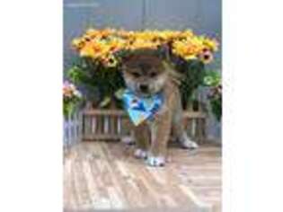 Shiba Inu Puppy for sale in Flushing, NY, USA