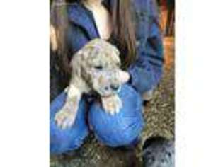 Great Dane Puppy for sale in Lawson, MO, USA