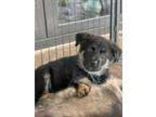 German Shepherd Dog Puppy for sale in Chatsworth, CA, USA