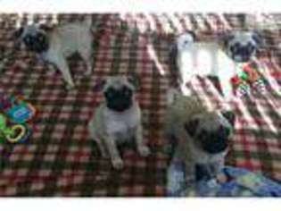 Pug Puppy for sale in Madison, WI, USA