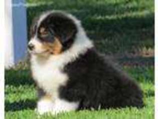 Australian Shepherd Puppy for sale in Anahuac, TX, USA