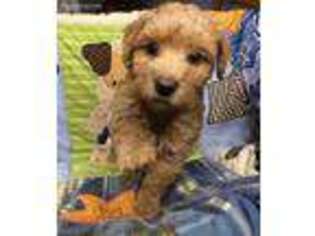 Goldendoodle Puppy for sale in Wayland, NY, USA