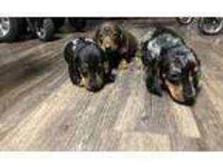 Dachshund Puppy for sale in Albia, IA, USA