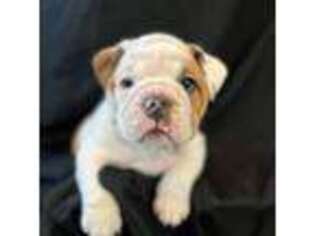 Bulldog Puppy for sale in Magnolia, TX, USA