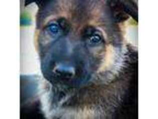 German Shepherd Dog Puppy for sale in Bixby, OK, USA