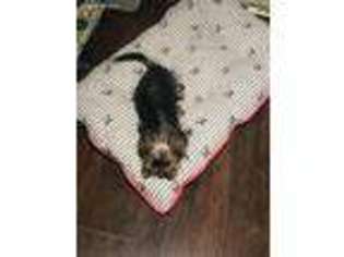 Yorkshire Terrier Puppy for sale in Severn, MD, USA