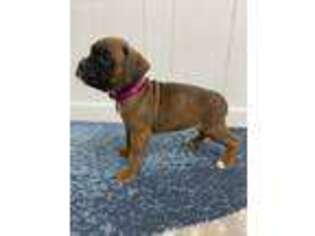 Boxer Puppy for sale in Middlebury, IN, USA