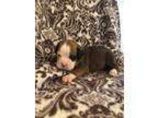 Boxer Puppy for sale in Inman, SC, USA
