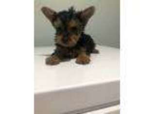 Yorkshire Terrier Puppy for sale in Stroudsburg, PA, USA
