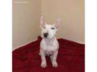 Bull Terrier Puppy for sale in Jacksonville, NC, USA