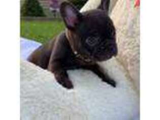 French Bulldog Puppy for sale in Bridgeton, NJ, USA
