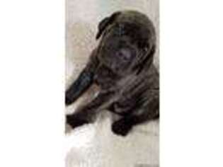 Mastiff Puppy for sale in Taberg, NY, USA