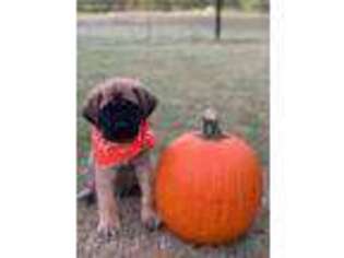 Mastiff Puppy for sale in Howe, TX, USA