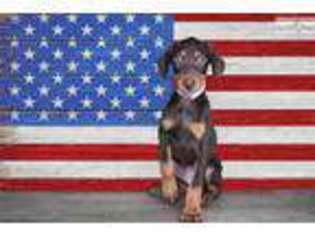 Doberman Pinscher Puppy for sale in Saint George, UT, USA