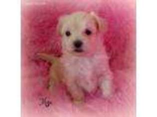 Maltese Puppy for sale in Chagrin Falls, OH, USA