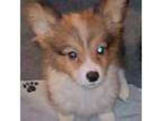 Pembroke Welsh Corgi Puppy for sale in Seminole, OK, USA