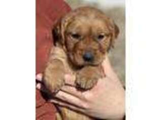 Golden Retriever Puppy for sale in Waco, TX, USA