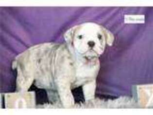 Olde English Bulldogge Puppy for sale in Fort Wayne, IN, USA