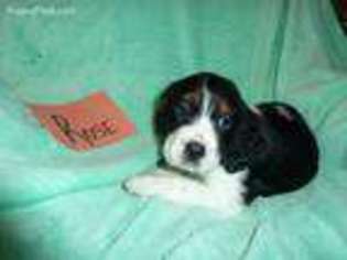 English Springer Spaniel Puppy for sale in Vancouver, WA, USA