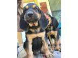 Bloodhound Puppy for sale in Cleveland, TX, USA
