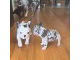 French Bulldog Puppy for sale in Wood Ridge, NJ, USA
