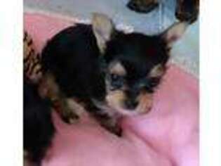 Yorkshire Terrier Puppy for sale in Ireton, IA, USA
