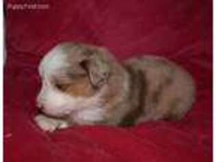 Miniature Australian Shepherd Puppy for sale in Aiken, SC, USA